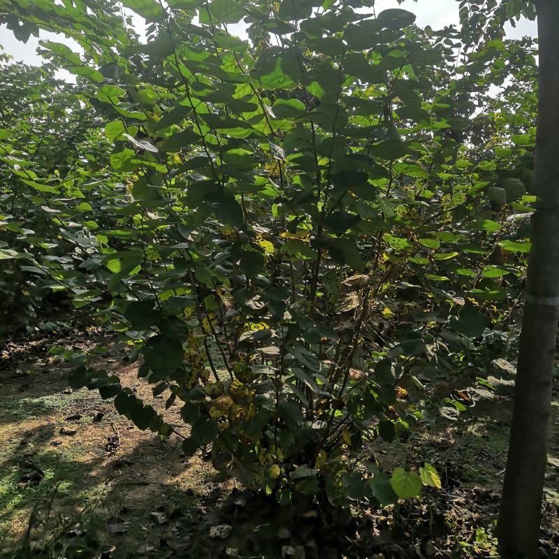 丛生紫荆