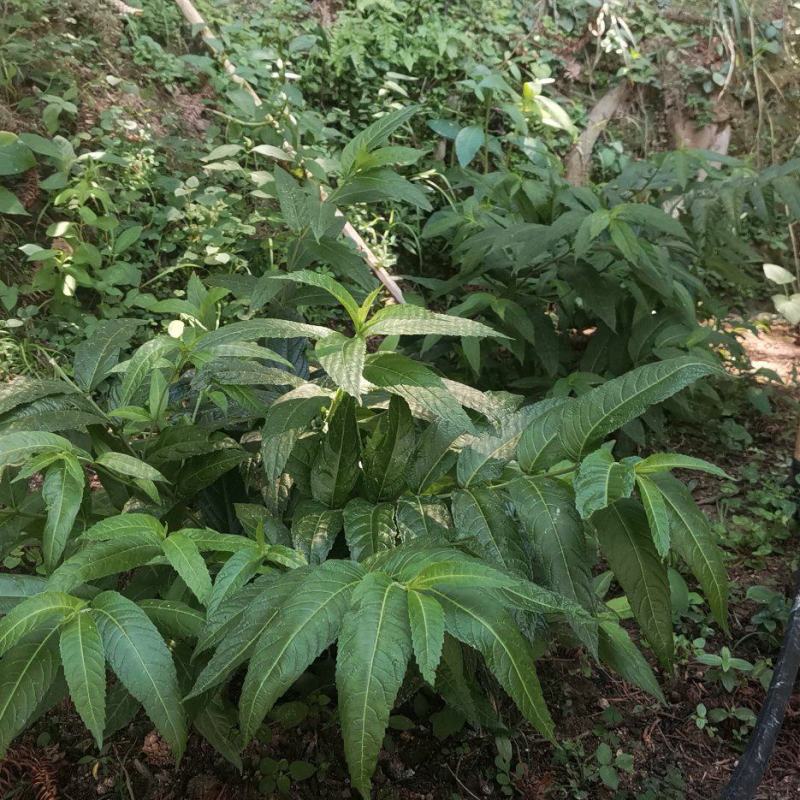 毛药花苗