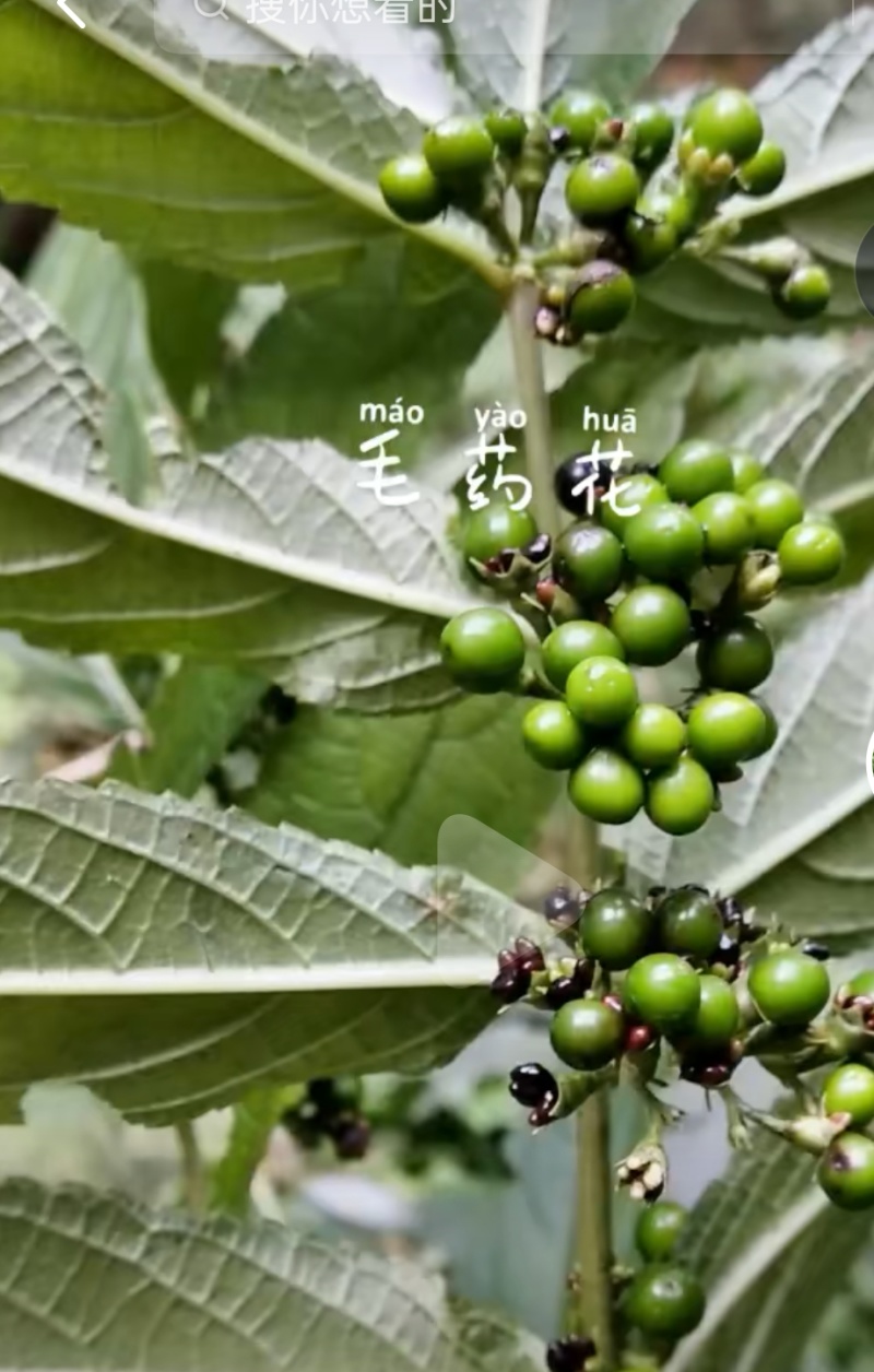 毛药花苗
