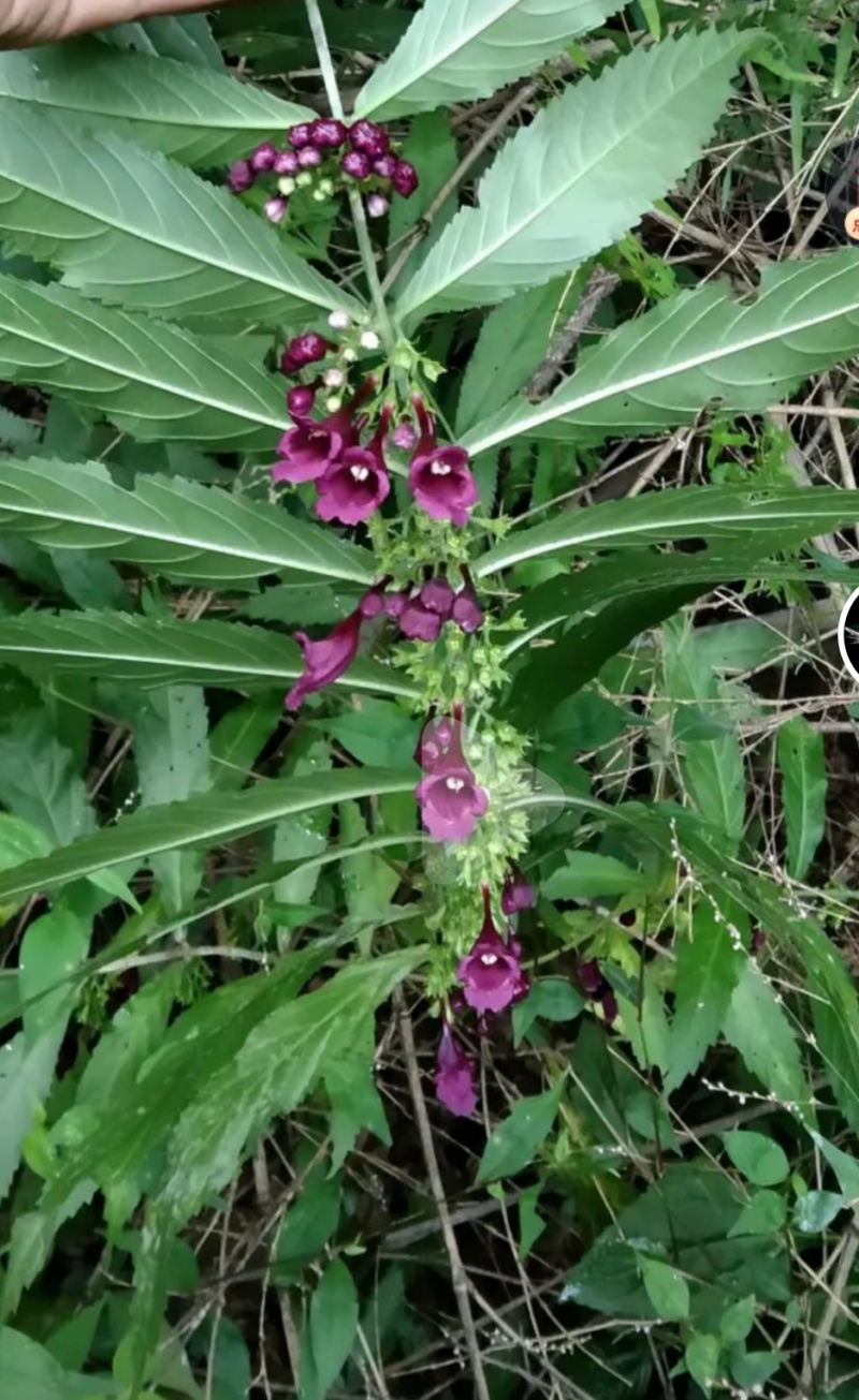毛药花苗