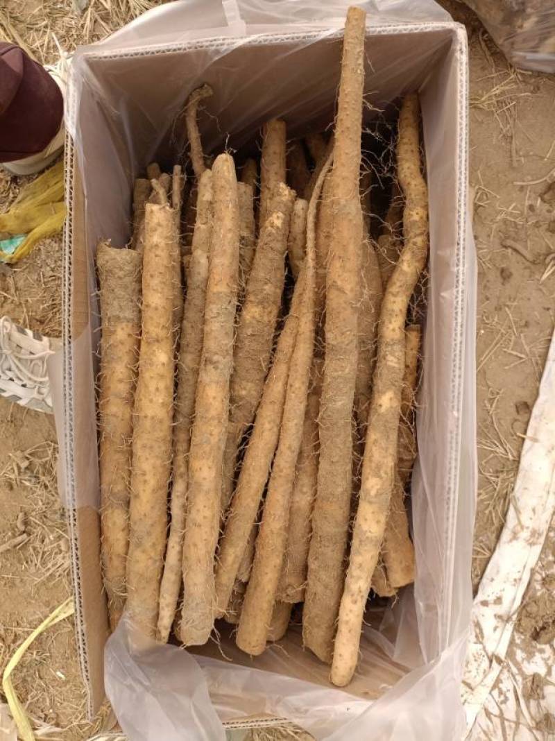 新鲜铁棍山药，挑战全网**蠡县产地直供，常年供应大量有货
