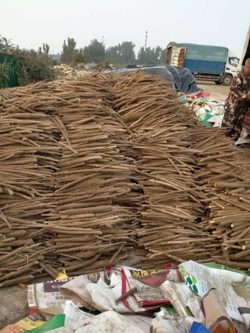 新鲜铁棍山药，挑战全网**蠡县产地直供，常年供应大量有货