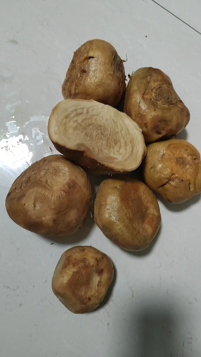 腌制芥菜嘎达品种好