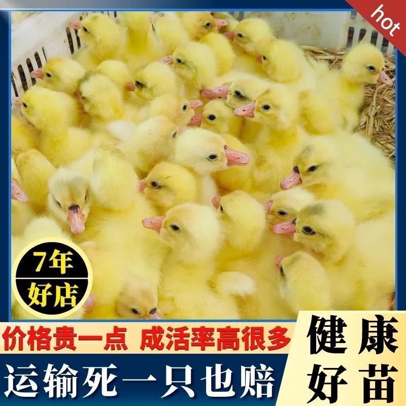 三花鹅苗诚信商家买千送百包打防疫包运输货到满意付款
