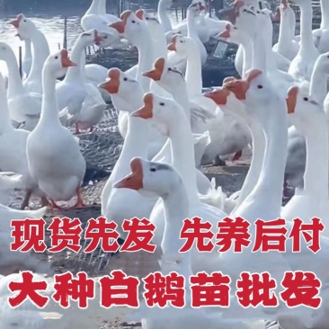三花鹅苗诚信商家买千送百包打防疫包运输货到满意付款