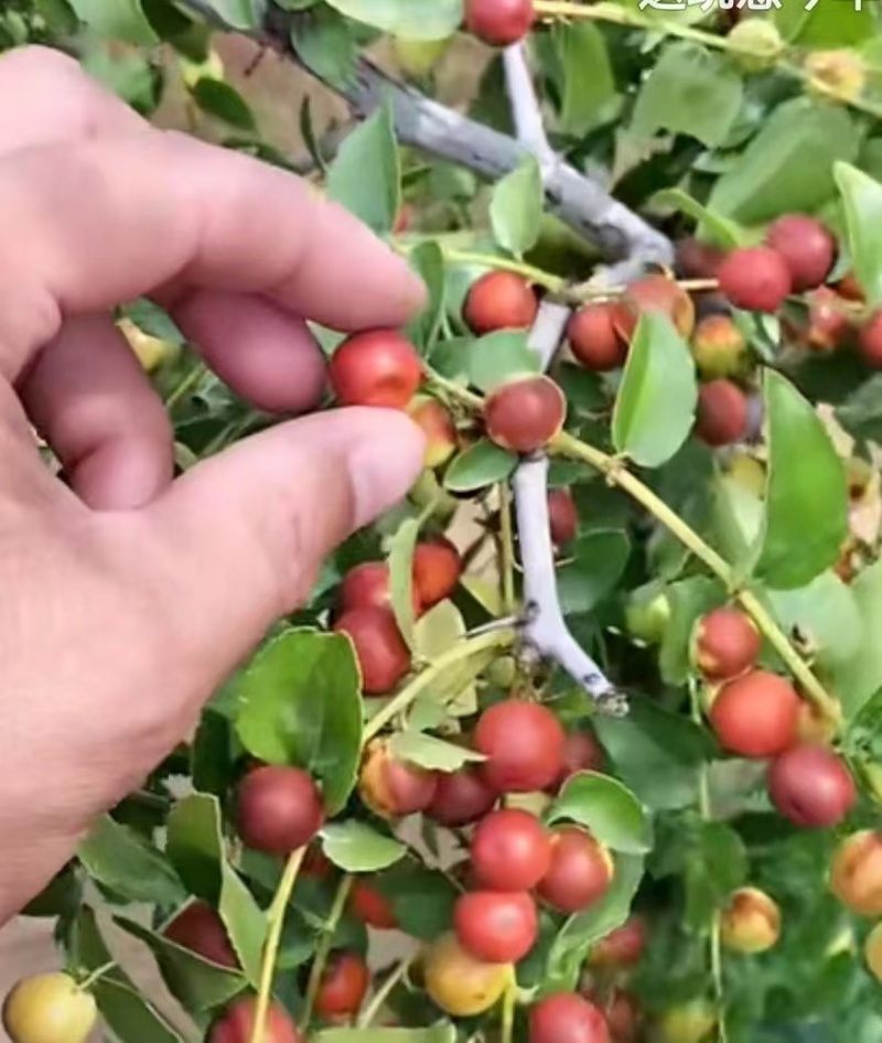 酸枣苗，晋酸三号药用基地直发保质保量供货对接全国
