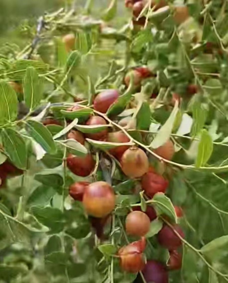 酸枣苗，晋酸三号药用基地直发保质保量供货对接全国