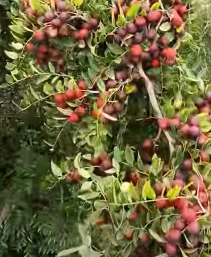 酸枣苗，晋酸三号药用基地直发保质保量供货对接全国