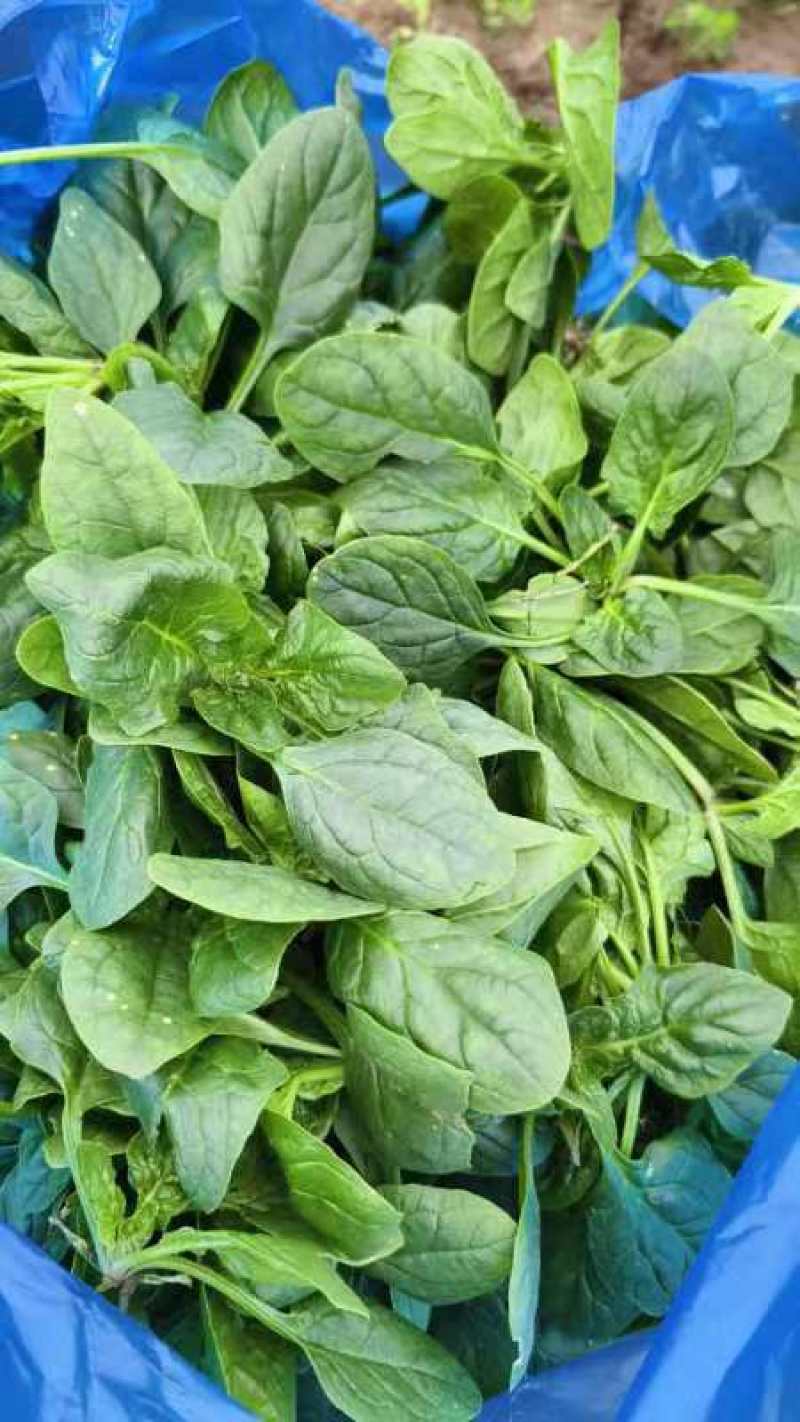 菠菜趴地菠菜精品趴地菠菜2024年新上市