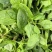 菠菜趴地菠菜精品趴地菠菜2024年新上市