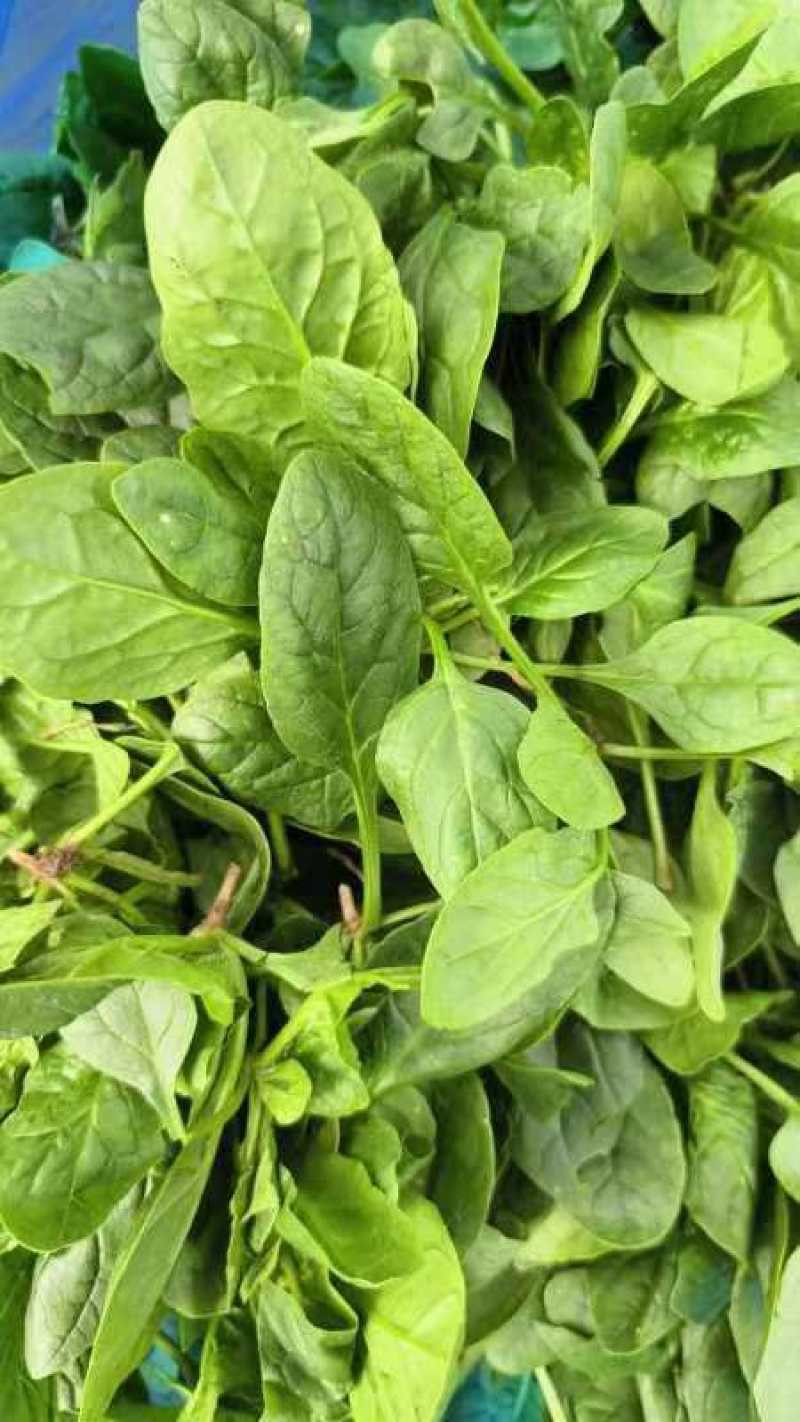 菠菜趴地菠菜精品趴地菠菜2024年新上市
