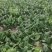 菠菜趴地菠菜精品趴地菠菜2024年新上市
