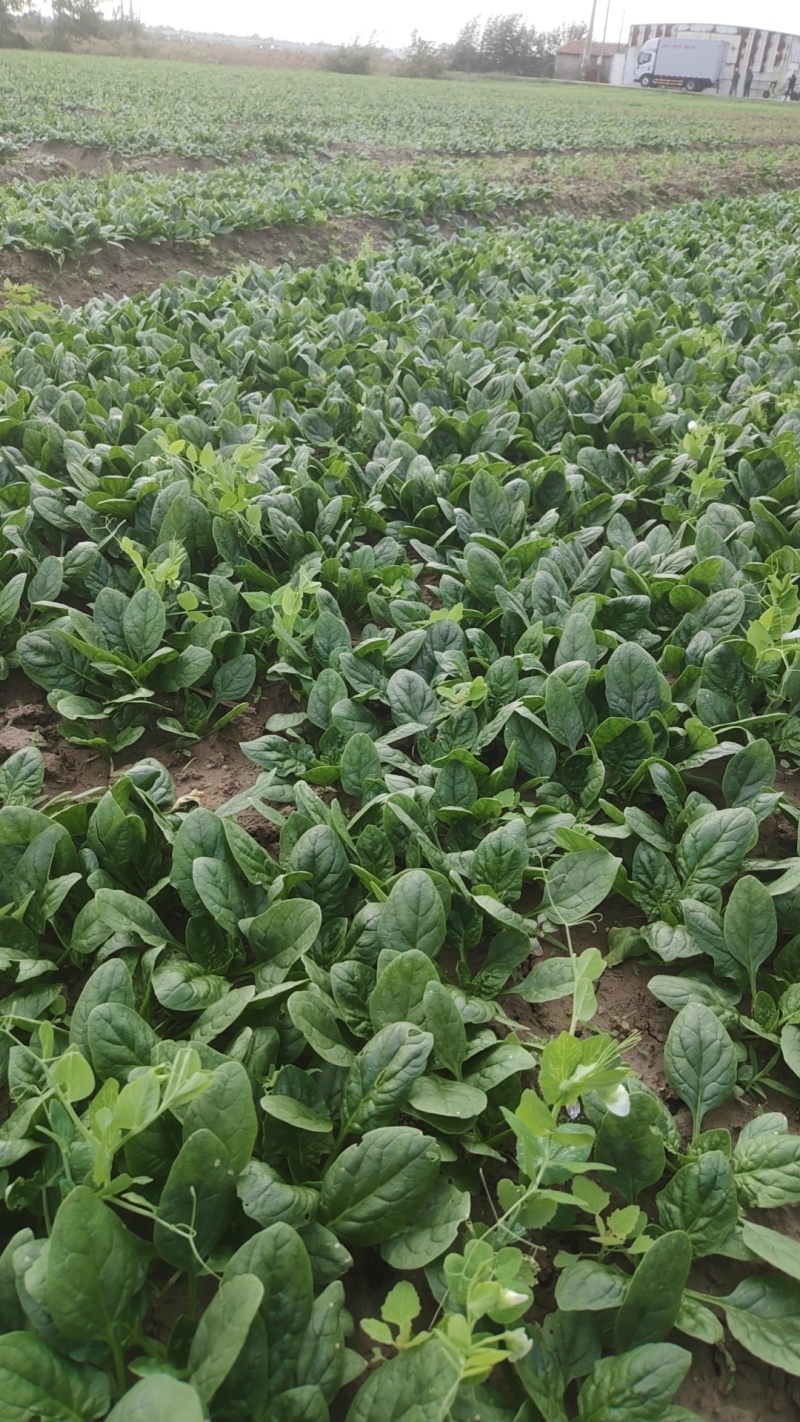 菠菜趴地菠菜精品趴地菠菜2024年新上市