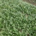 菠菜趴地菠菜精品趴地菠菜2024年新上市