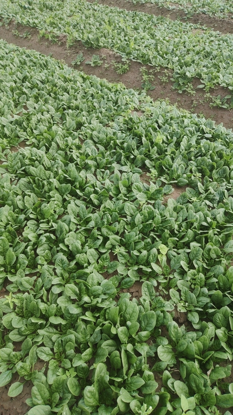 菠菜趴地菠菜精品趴地菠菜2024年新上市