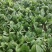 菠菜趴地菠菜精品趴地菠菜2024年新上市