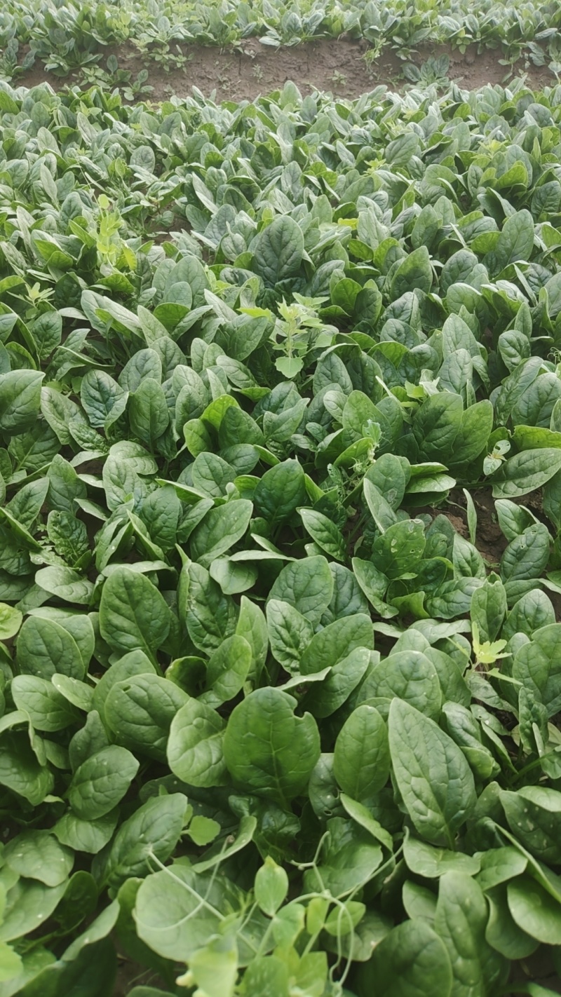 菠菜趴地菠菜精品趴地菠菜2024年新上市