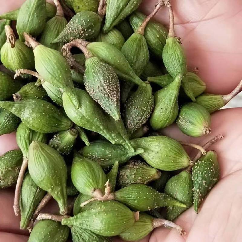 药用连翘苗可以视频看货基地直发保质保量供货
