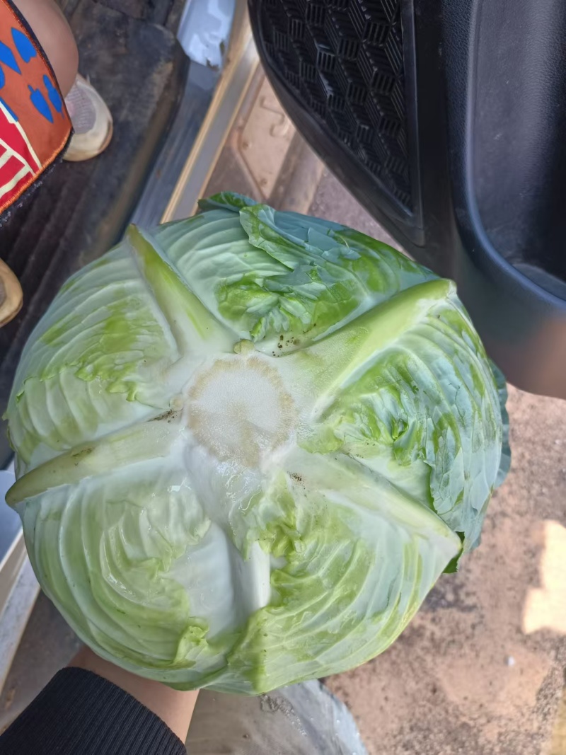 云南甘蓝精品扁包菜货源充足量大从优欢迎联系