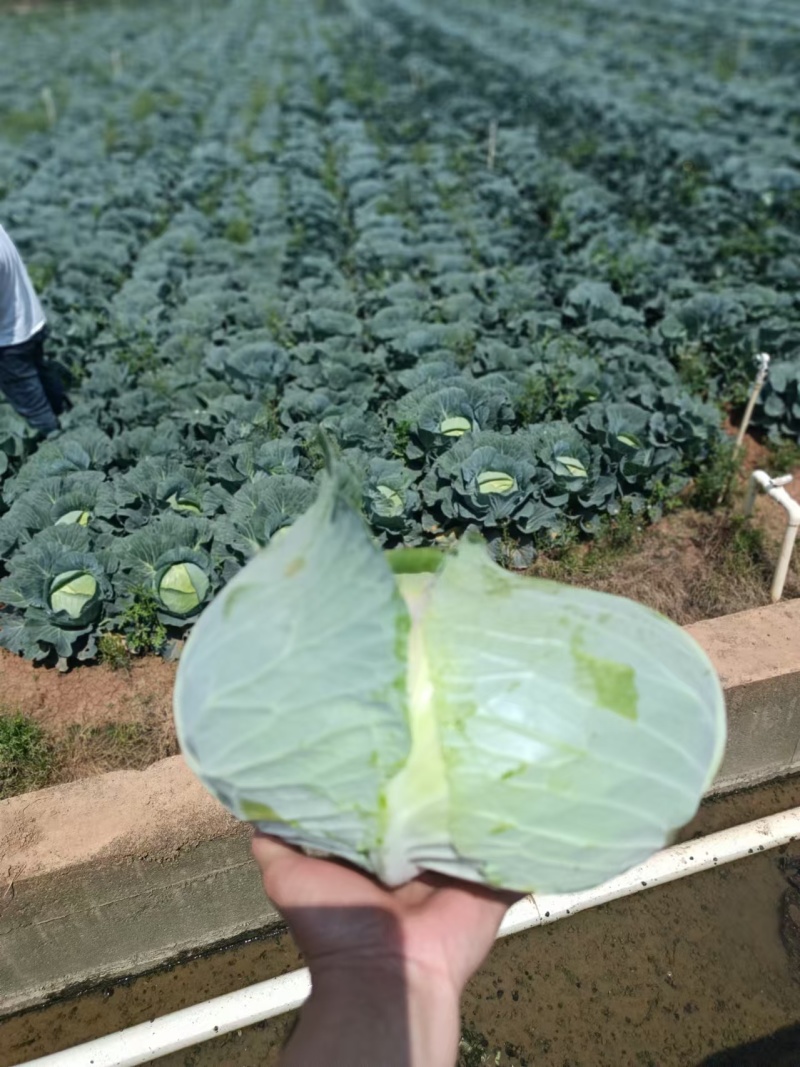 云南甘蓝精品扁包菜货源充足量大从优欢迎联系