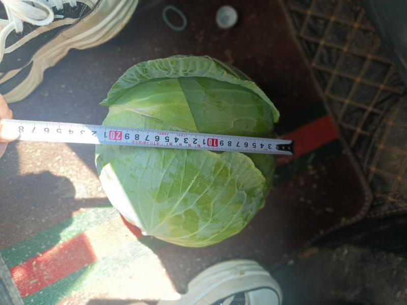云南甘蓝精品扁包菜货源充足量大从优欢迎联系