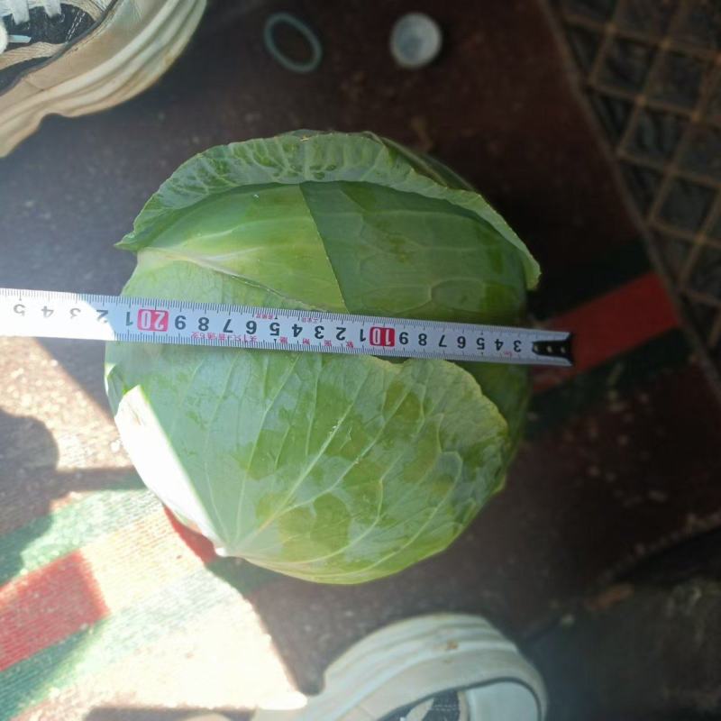 云南甘蓝精品扁包菜货源充足量大从优欢迎联系