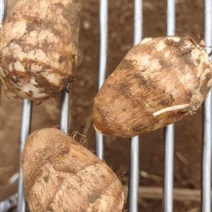 山东8520芋头毛芋头大球精品分级挑选一手货源可视频实地