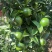 广西武鸣皇帝柑清甜可口果园直发支持一件代发