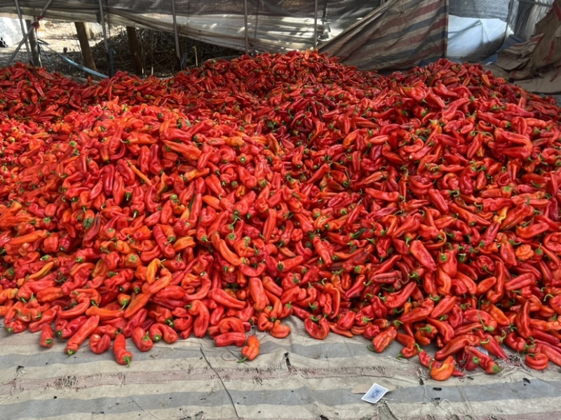 鲜辣椒，红辣椒，一手货源，产地直销，质量保证，量大从优
