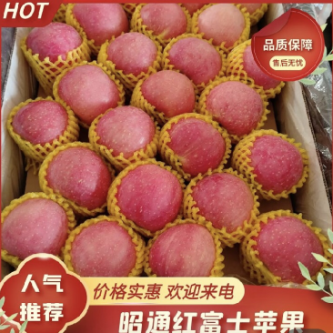 云南昭通红富士苹果