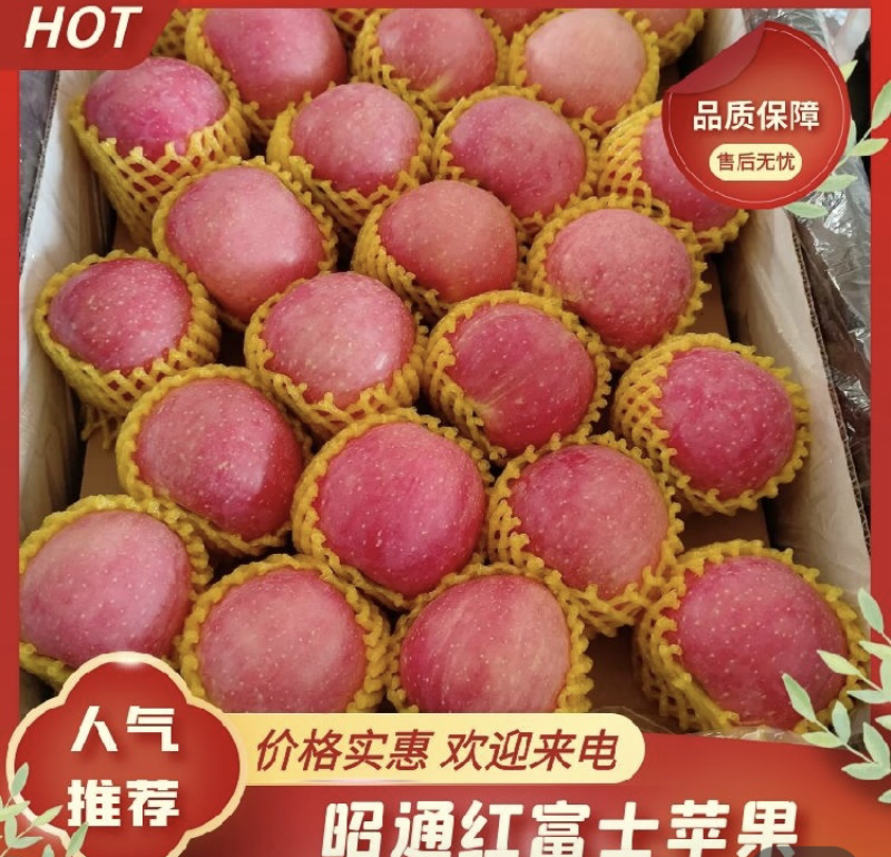 云南昭通红富士苹果