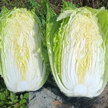 云南白菜黄心白菜量大从优全国发货电商市场用来泡菜