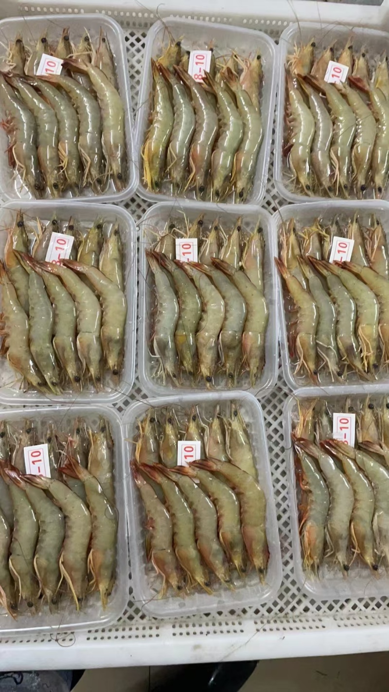 天然海虾一手货源供应电商市场超市冷链直发