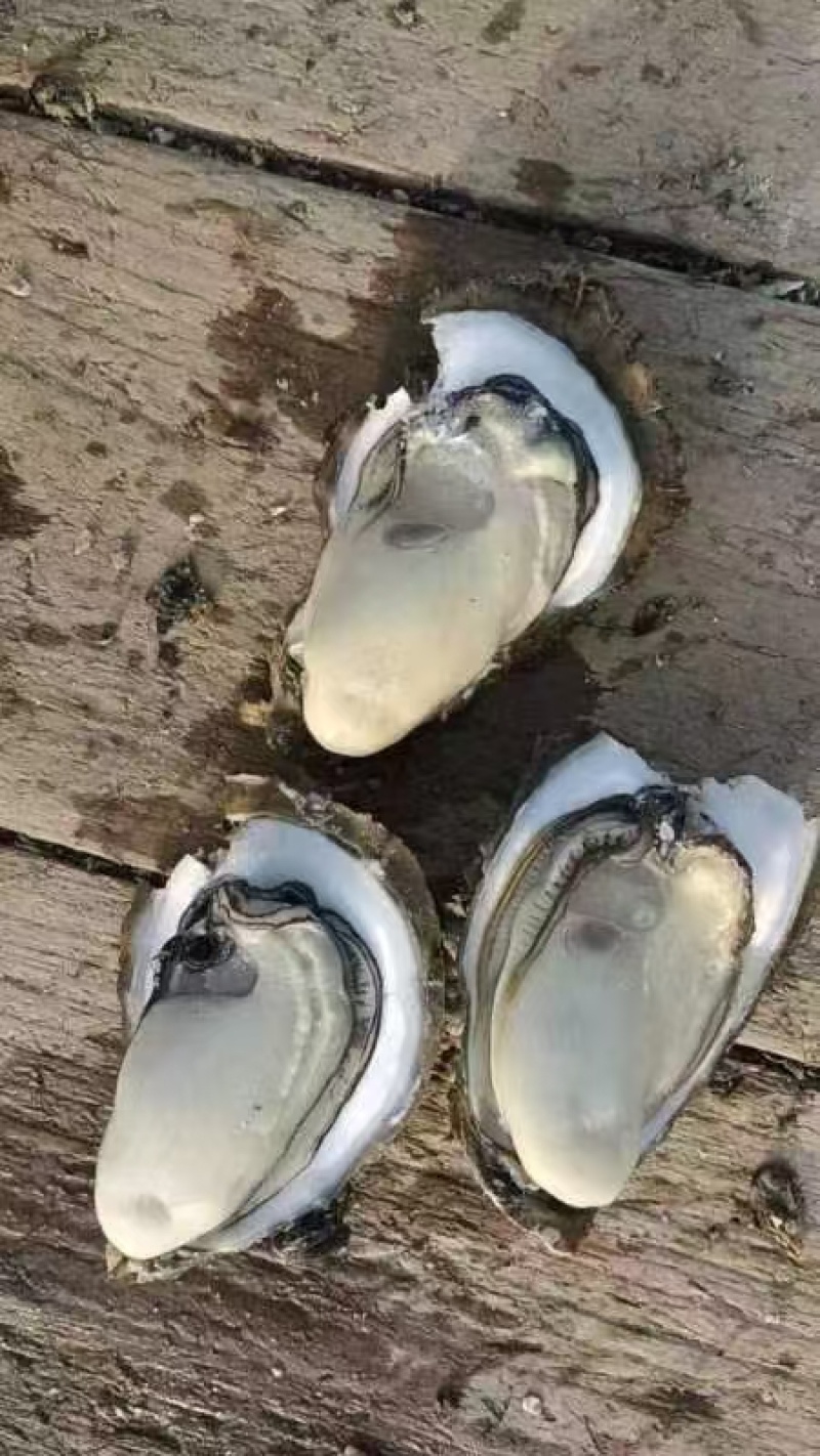 湛江生蚝批发