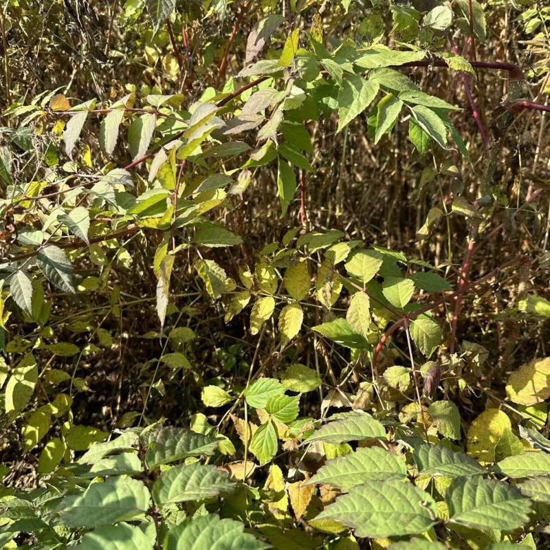 刺嫩芽苗产地直发量大从优诚信经营一手货源欢迎电联