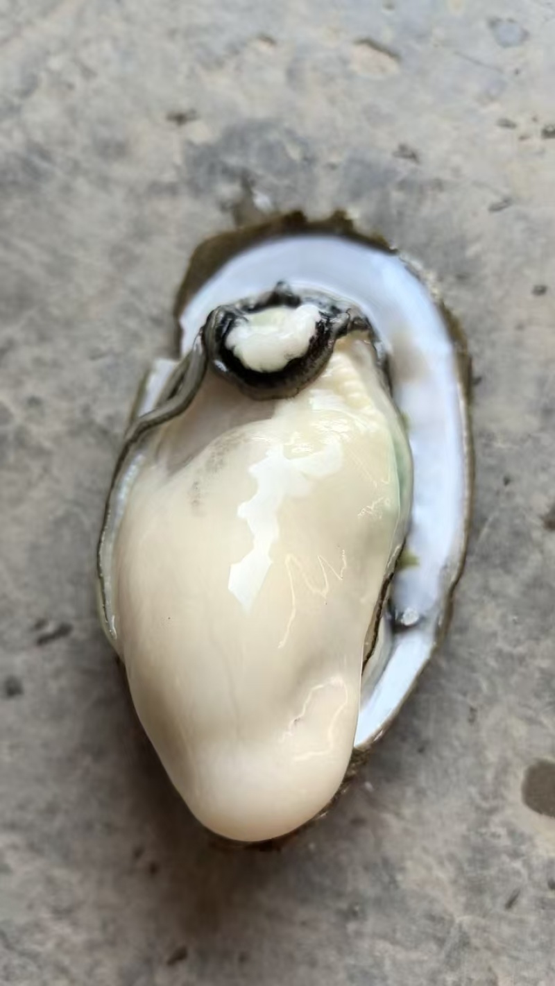 湛江生蚝