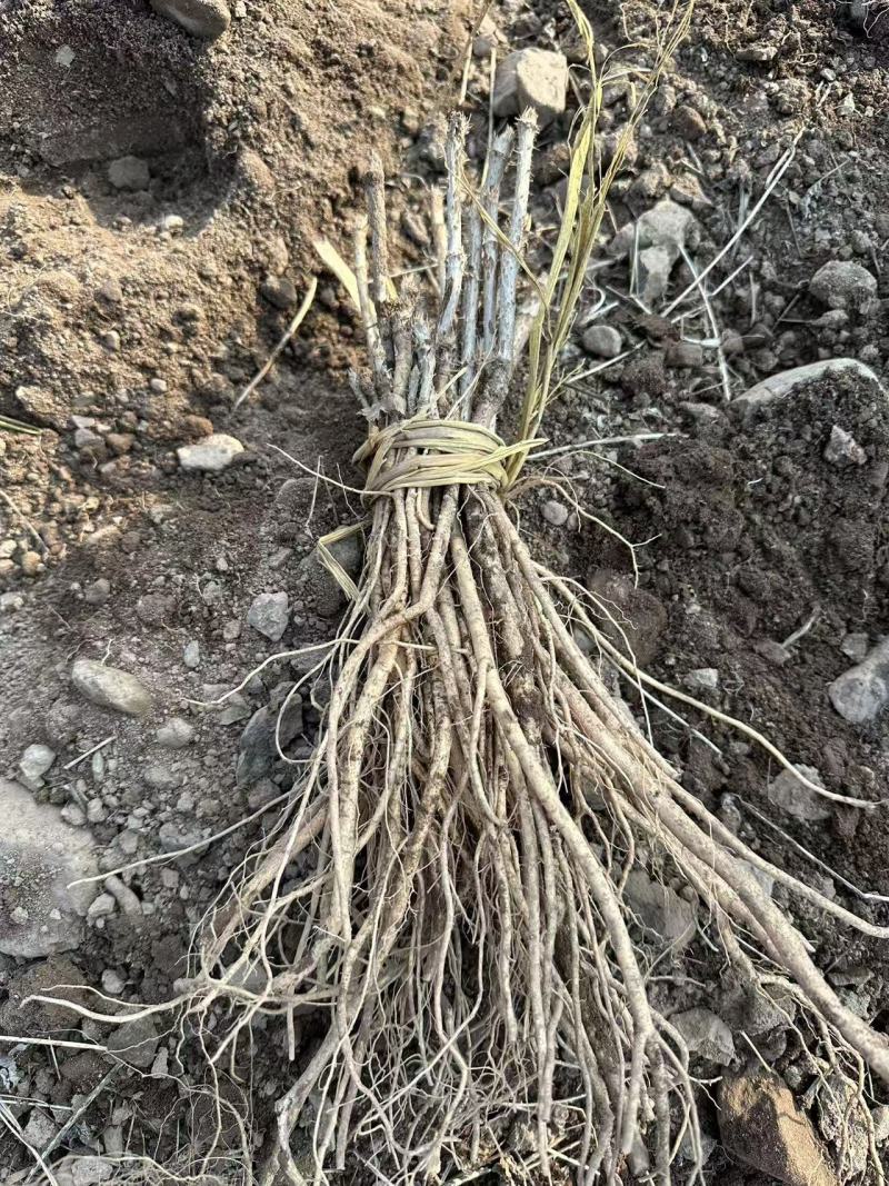 刺嫩芽苗产地直发量大从优诚信经营一手货源欢迎电联