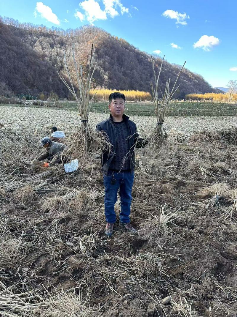刺嫩芽苗产地直发量大从优诚信经营一手货源欢迎电联
