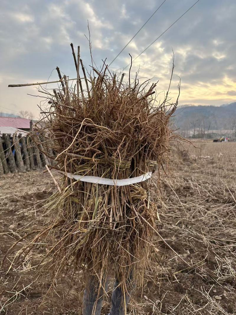 刺嫩芽苗产地直发量大从优诚信经营一手货源欢迎电联