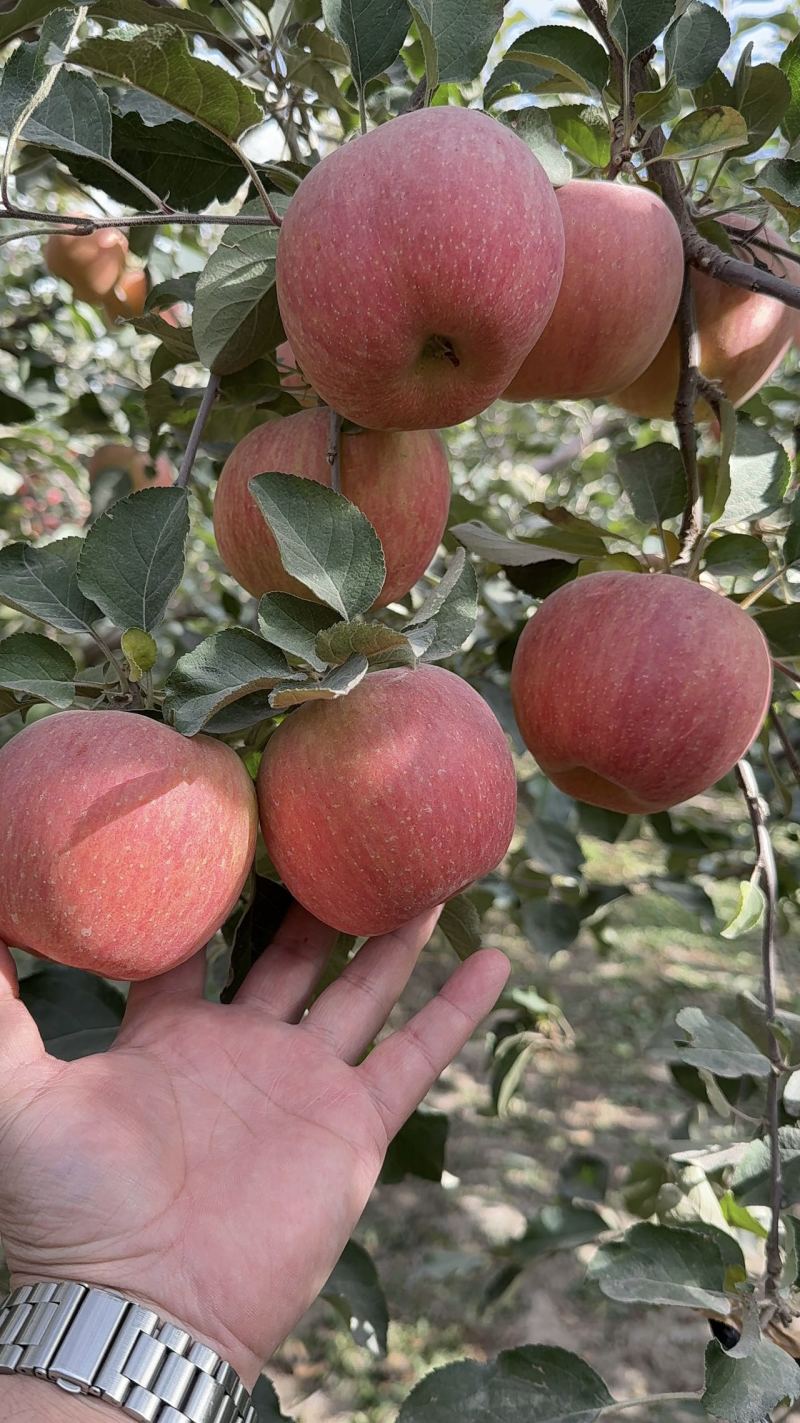 精品冰糖心苹果大量上市品质保证量大从优一手货源