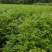 湖北黄柏苗/苗木/黄柏/黄柏苗/种植基地/稳定走货