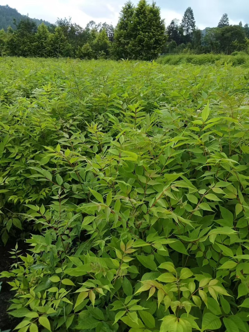 湖北黄柏苗/苗木/黄柏/黄柏苗/种植基地/稳定走货