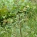 湖北黄柏苗/苗木/黄柏/黄柏苗/种植基地/稳定走货
