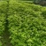 湖北黄柏苗/苗木/黄柏/黄柏苗/种植基地/稳定走货