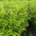 湖北黄柏苗/苗木/黄柏/黄柏苗/种植基地/稳定走货