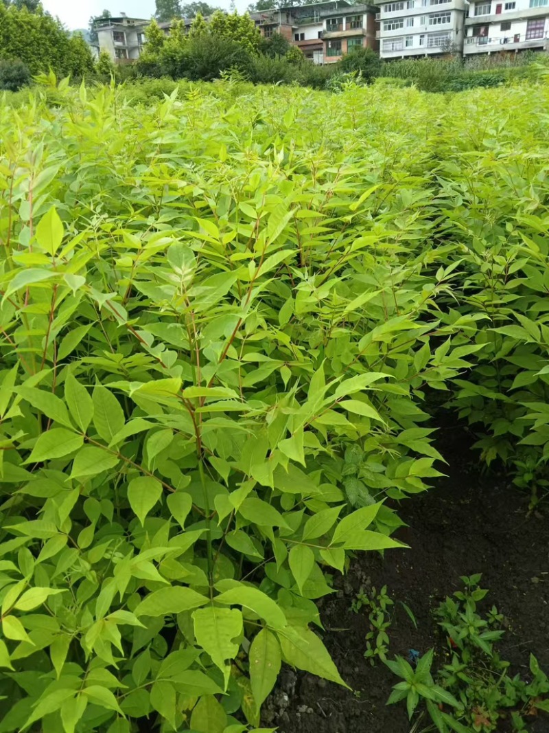 湖北黄柏苗/苗木/黄柏/黄柏苗/种植基地/稳定走货