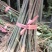 湖北黄柏苗/苗木/黄柏/黄柏苗/种植基地/稳定走货