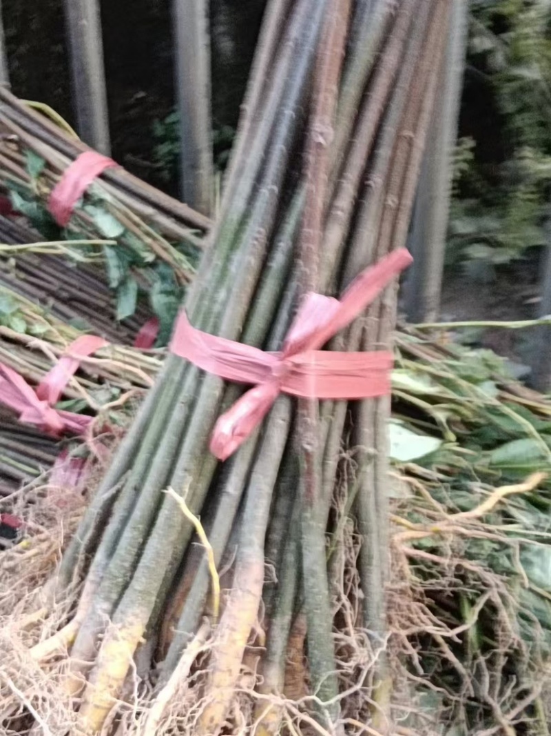 湖北黄柏苗/苗木/黄柏/黄柏苗/种植基地/稳定走货