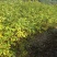 湖北黄柏苗/苗木/黄柏/黄柏苗/种植基地/稳定走货