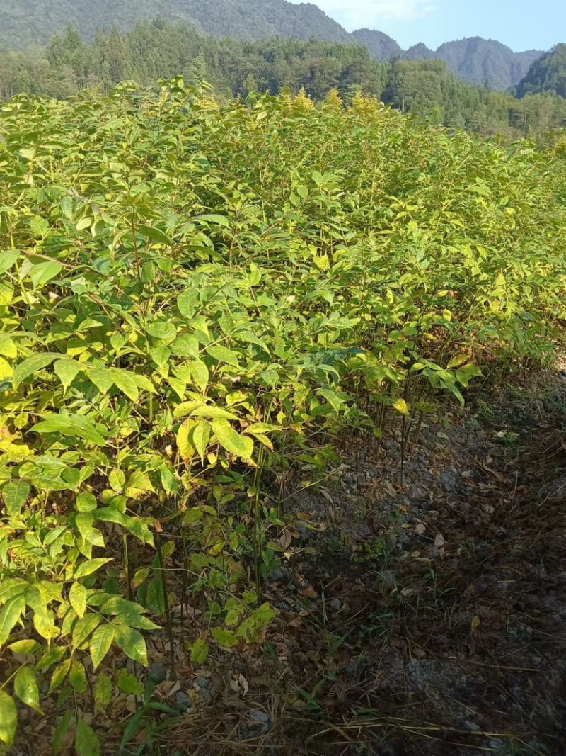 湖北黄柏苗/苗木/黄柏/黄柏苗/种植基地/稳定走货